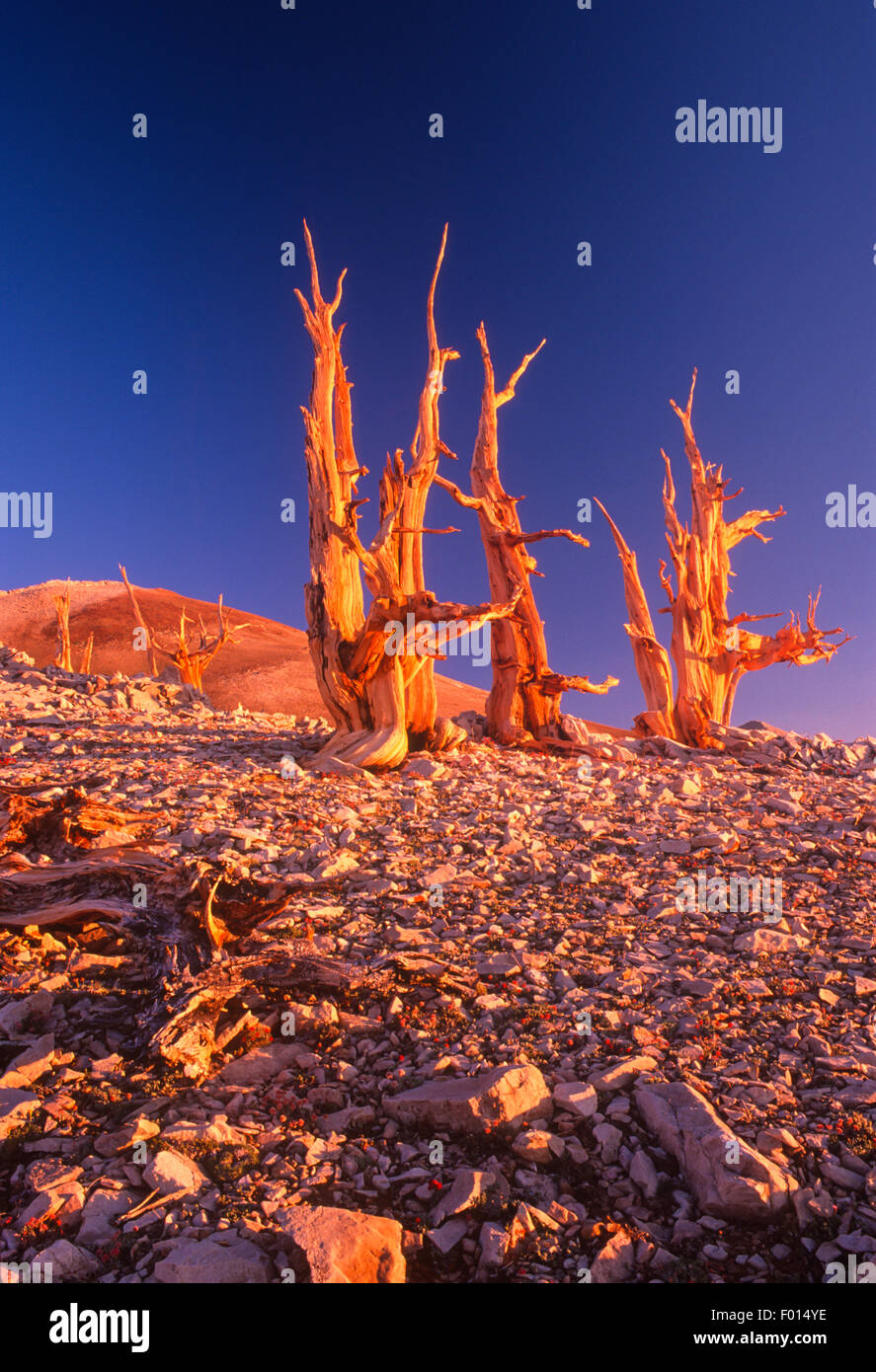 Pinos bristlecone en Sunrise, Patriarca Grove, antiguo bosque de pinos bristlecone, White Mountains, California Foto de stock