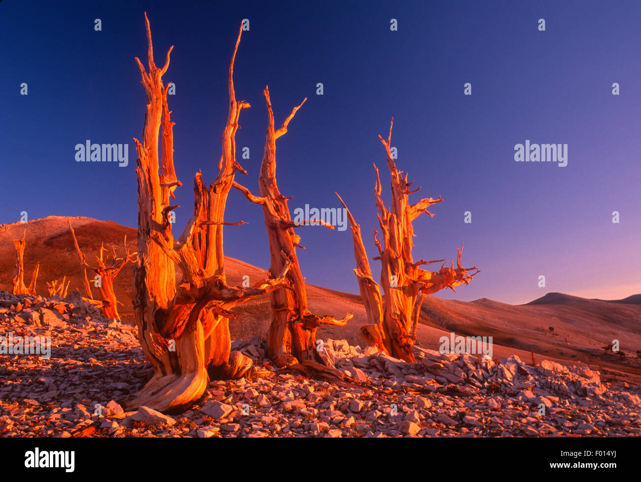 Pinos bristlecone en Sunrise, Patriarca Grove, antiguo bosque de pinos bristlecone, White Mountains, California Foto de stock