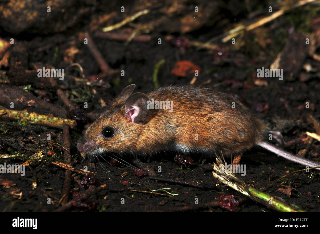 Ratón de madera Apodemus sylvaticus mamífero roedor Foto de stock