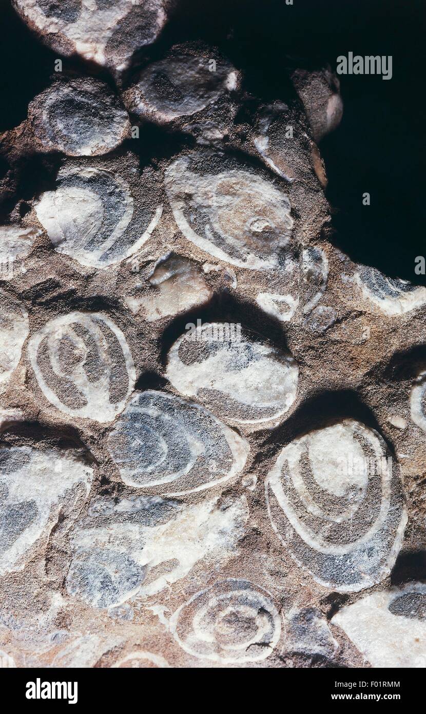 Acteonella sp fósil, Gastropoda, Cretácico tardío, Austria. Foto de stock