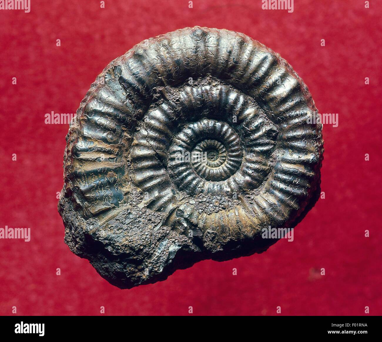Amaltheus margaritatus amonita fósil, Cephalopoda. Foto de stock