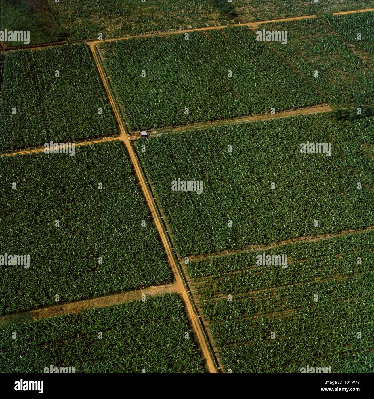 Vista aérea de la plantación bananera - Cote d'Ivoire Foto de stock