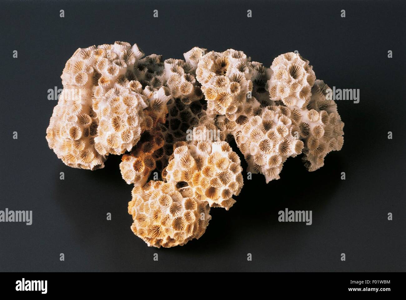 Los fósiles - CNIDARIA ANTHOZOA Scleractinia - - - Hexacoral Astrangia lineata - Mioceno - Estados Unidos de América. Foto de stock