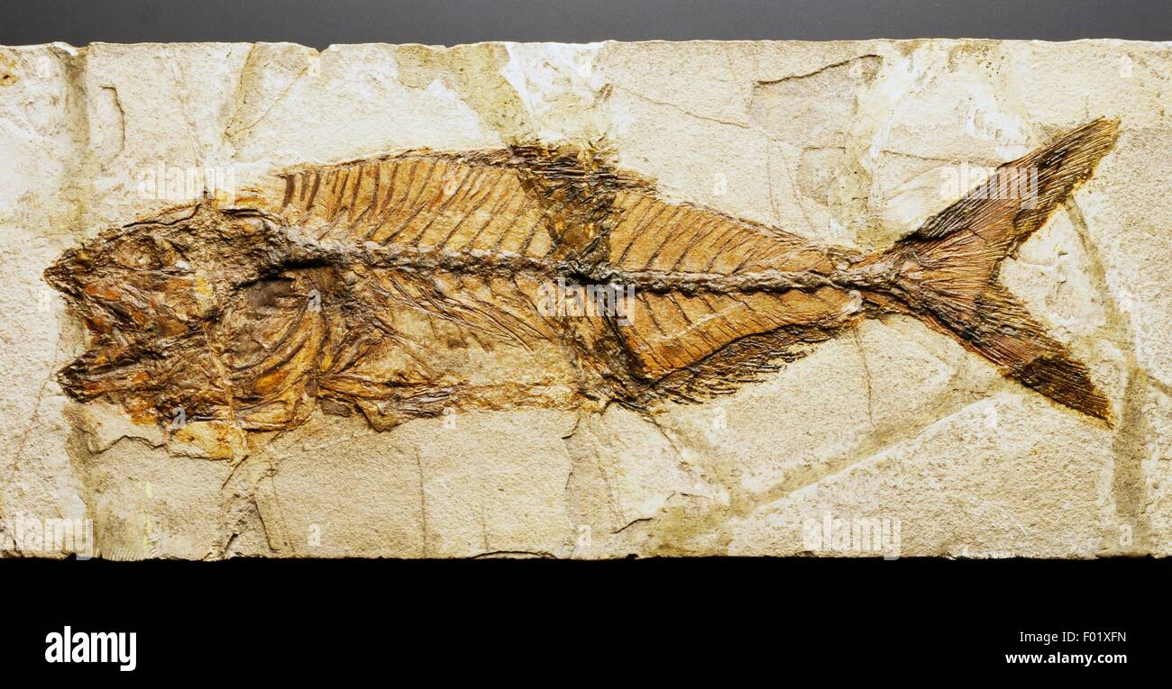 Seriola prisca, Carangidae fósiles de peces, época del eoceno. Foto de stock
