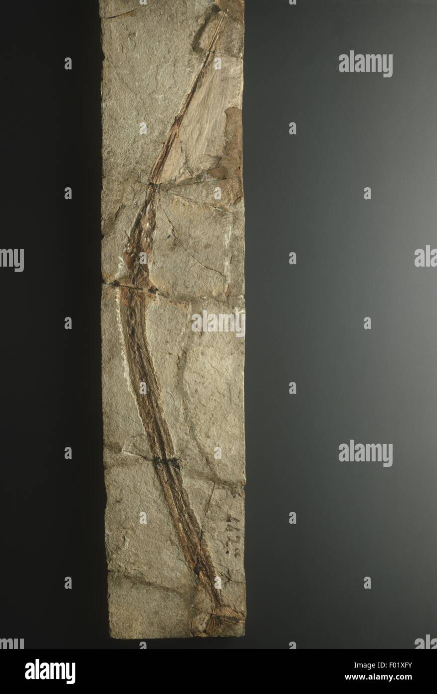 Blochius longirostris fotografías e imágenes de alta resolución Alamy