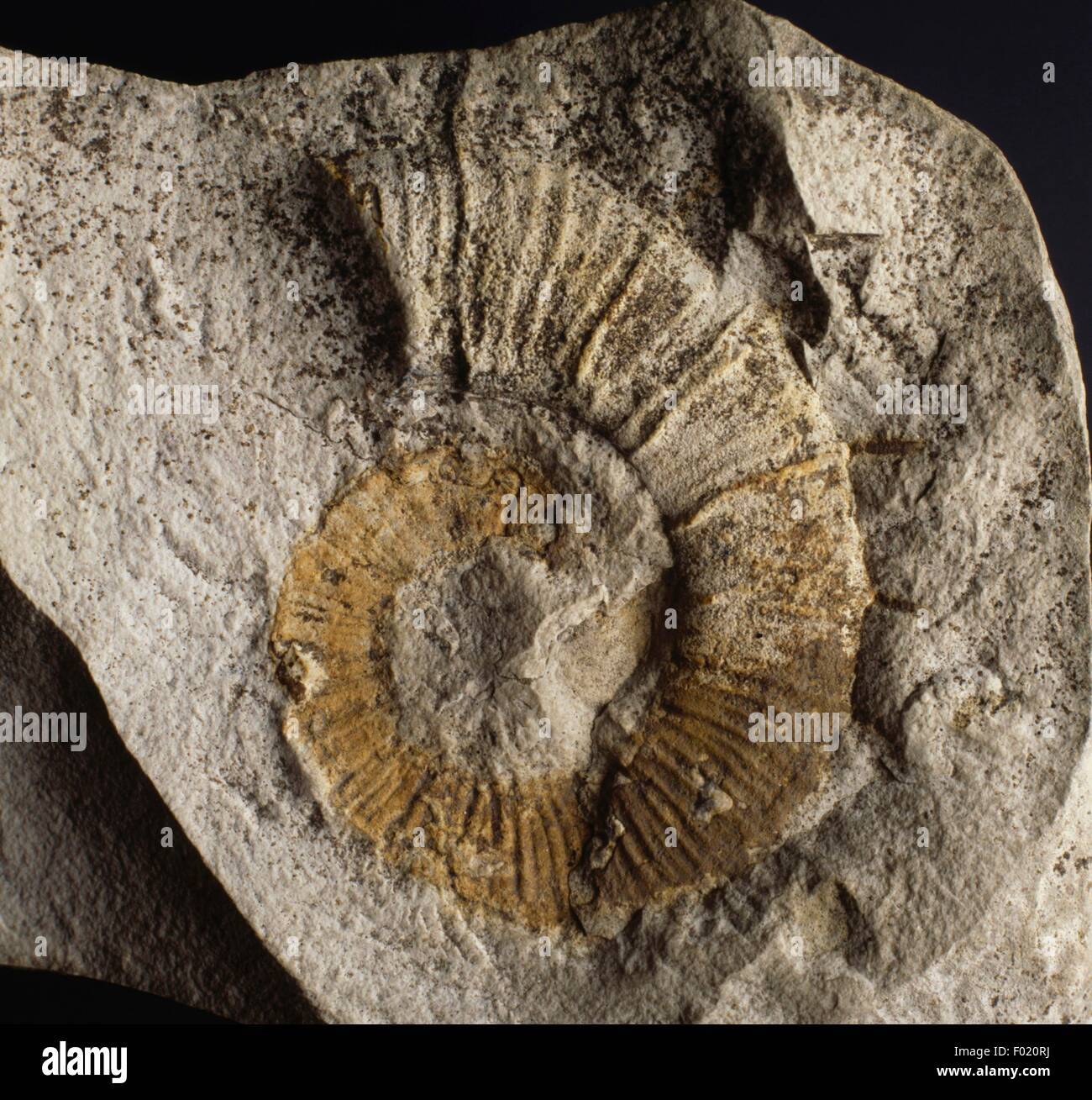 Fósil de Crioceratites incluido en Marl, Gastropoda, Cretácico Inferior. Foto de stock