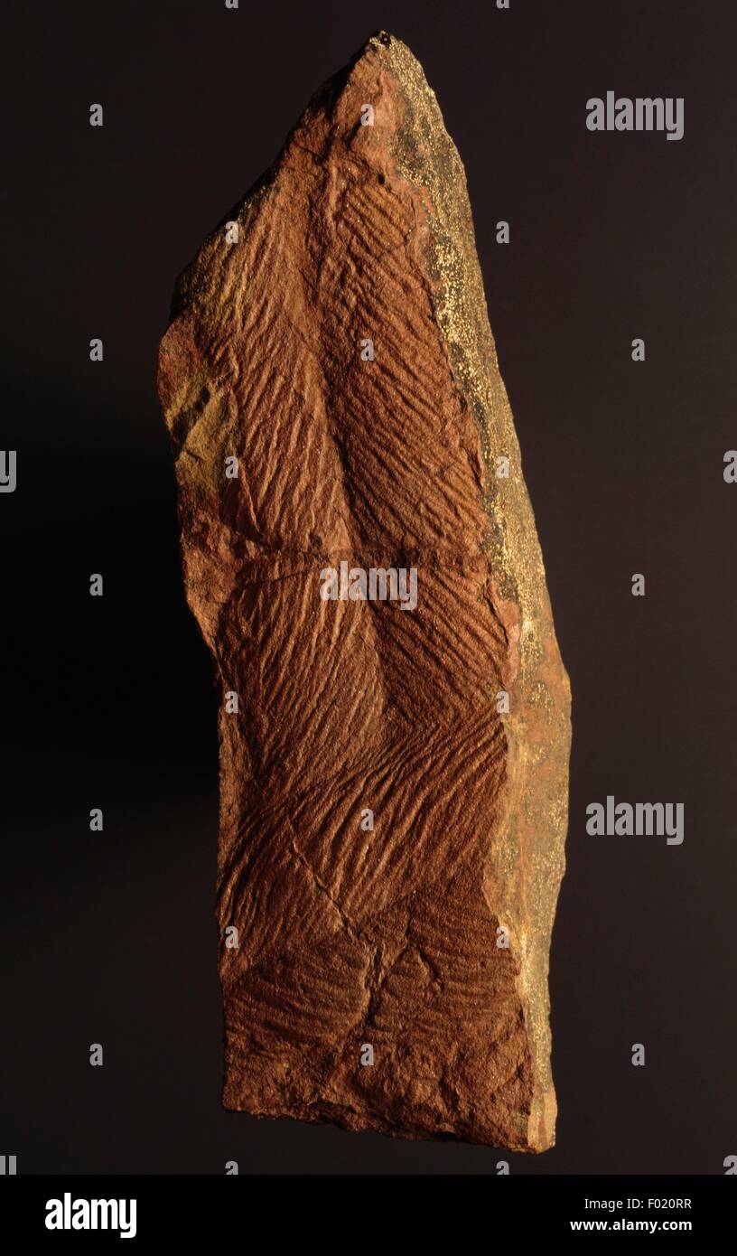 Trilobites fósil vía, cruziana, Silúrico inferior. Foto de stock