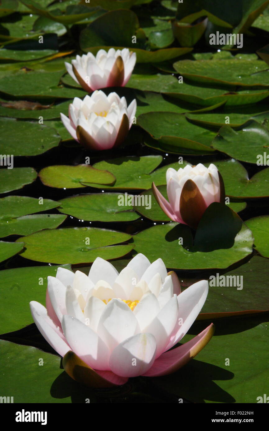 La Unión blanco waterlily (Nymphaea alba), también conocida como loto blanco, rosa o nenuphar agua blanca, en un estanque de jardín público. Foto de stock