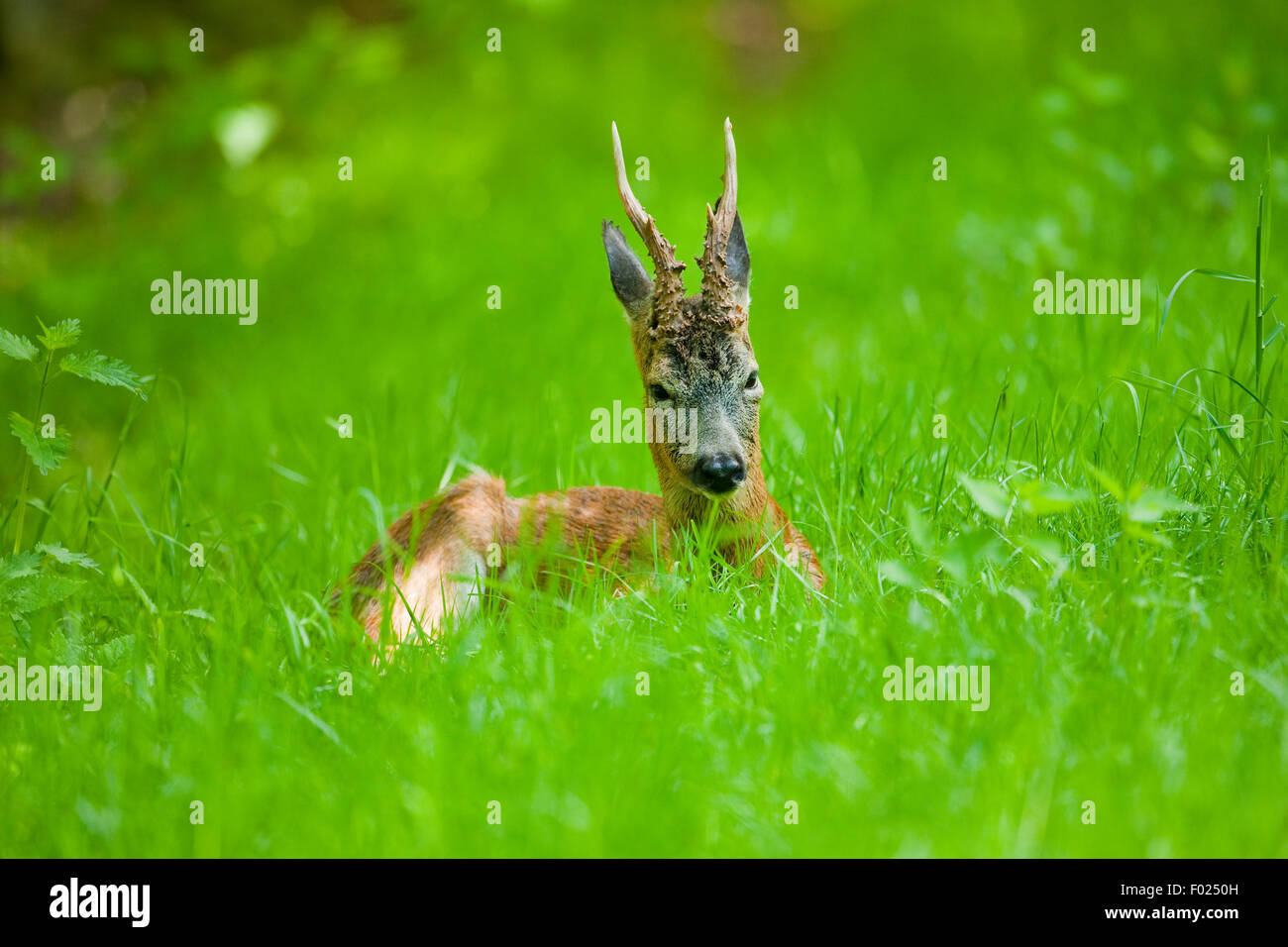El corzo (Capreolus capreolus), Buck descansando en una pradera, Baja Sajonia, Alemania Foto de stock