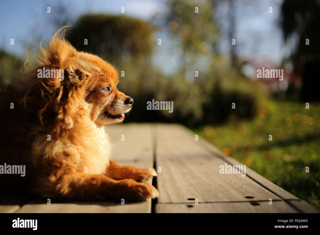 Retrato de un cachorro de Chihuahua al aire libre Foto de stock