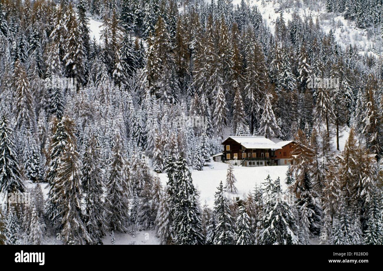 Snowy pinewood y chalet, La Plagne, Rhône-Alpes, Francia. Foto de stock