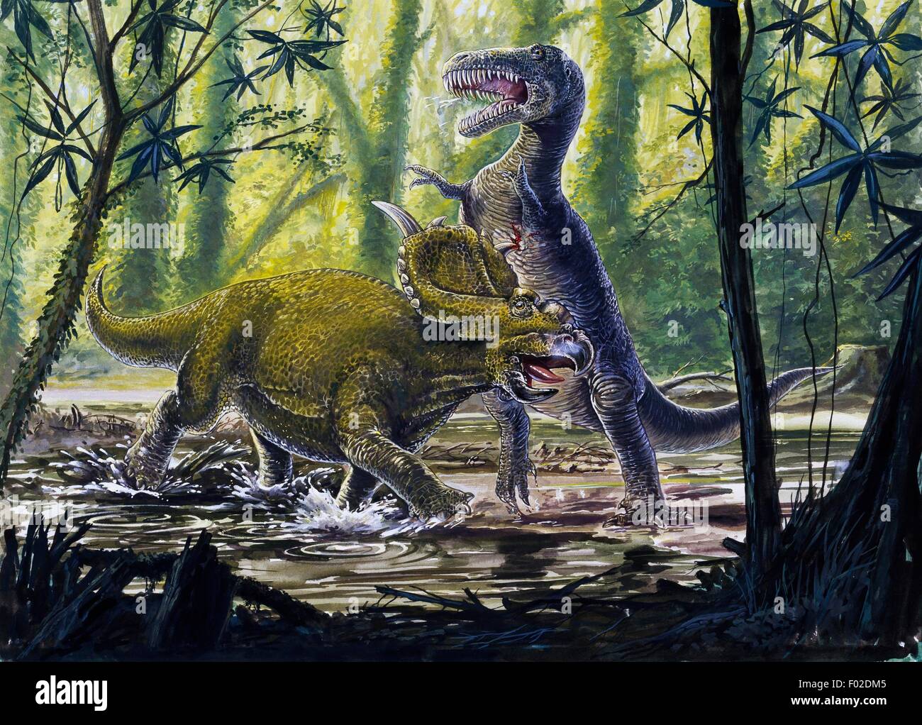 Los combates entre Pachyrhinosaurus canadensis, Ceratopsidae y tyrannosaurid (Tyrannosauridae), Cretáceo tardío. Ilustración. Foto de stock