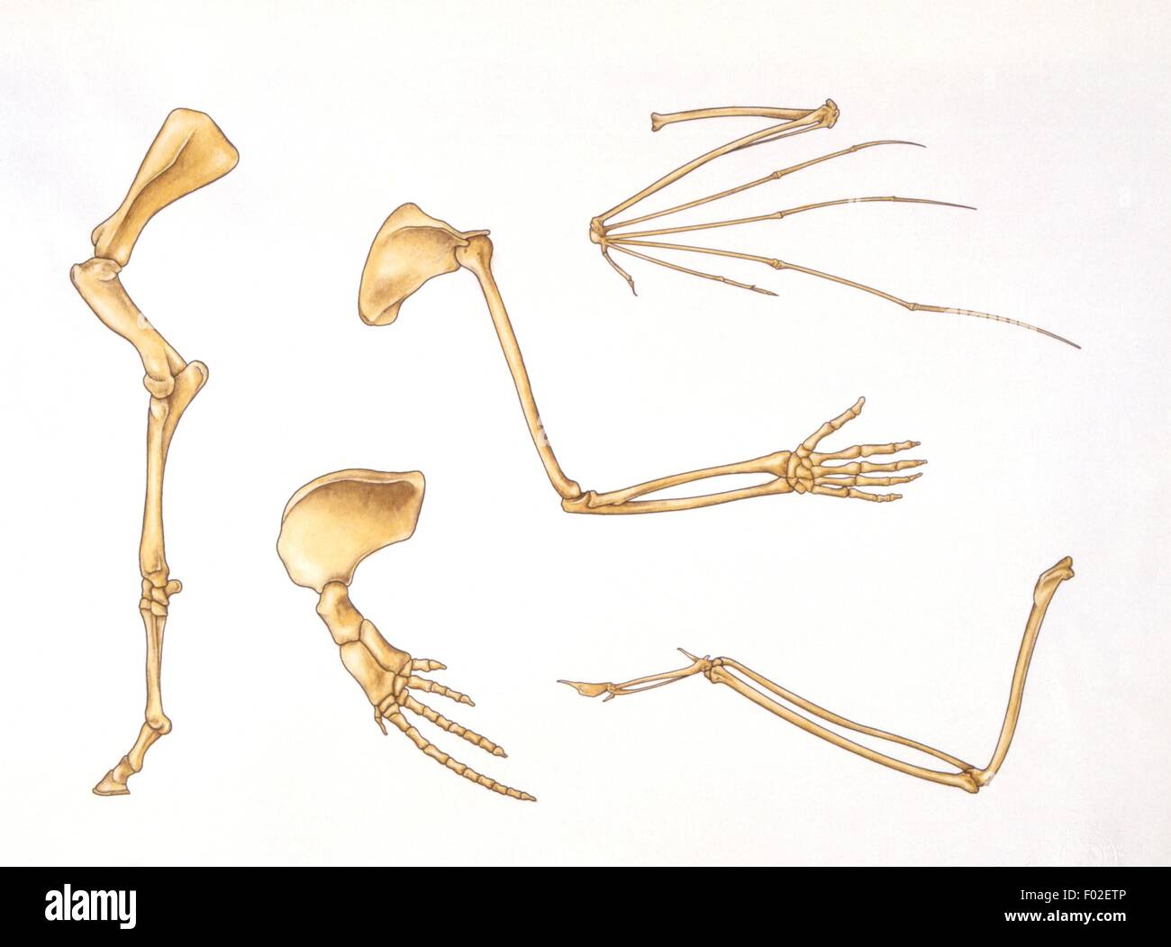 Paleozoología - Dinosaurios - huesos de las extremidades superiores y inferiores - Obras de Arte Foto de stock