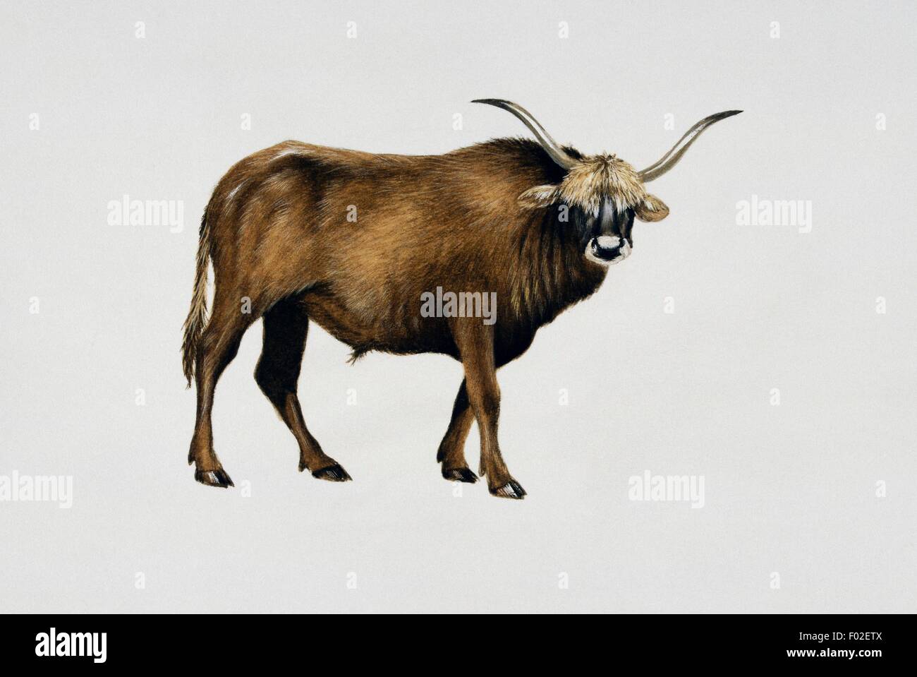 Los uros o Urus (Bos primigenius taurus), Bovidae. Ilustración