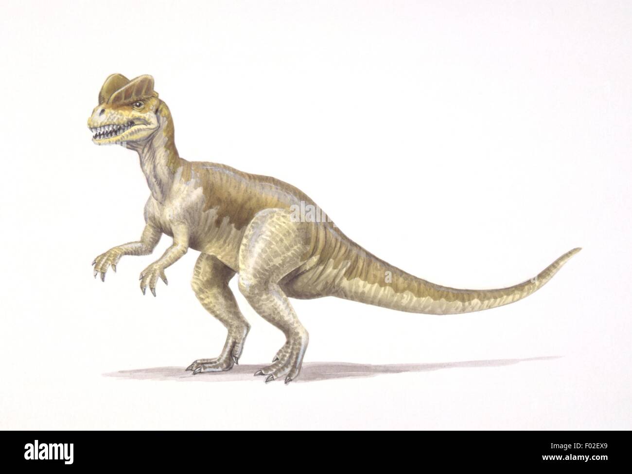 Paleozoología - período Jurásico - Dinosaurios - Dilophosaurus - Obras de Arte Foto de stock