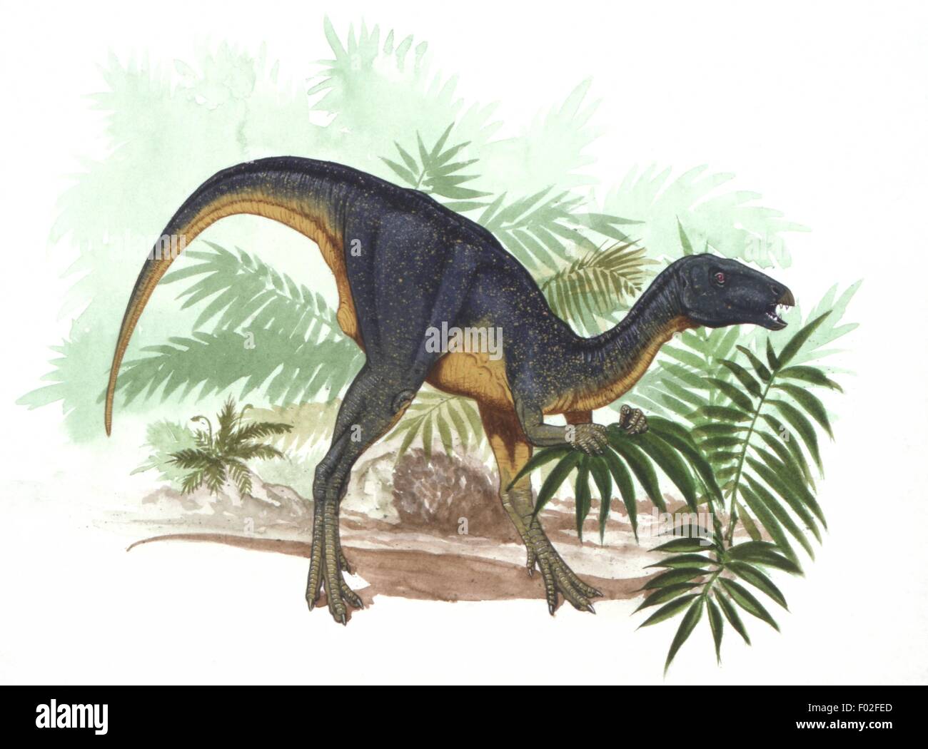 Paleozoología - período Jurásico - Dinosaurios - obras de arte - Geranosaurus Rosewarne por G. Foto de stock
