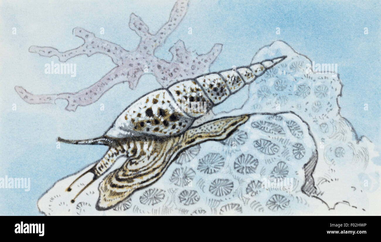 Terebra, género de gasterópodos, también encontrado como fósil. Dibujo. Foto de stock