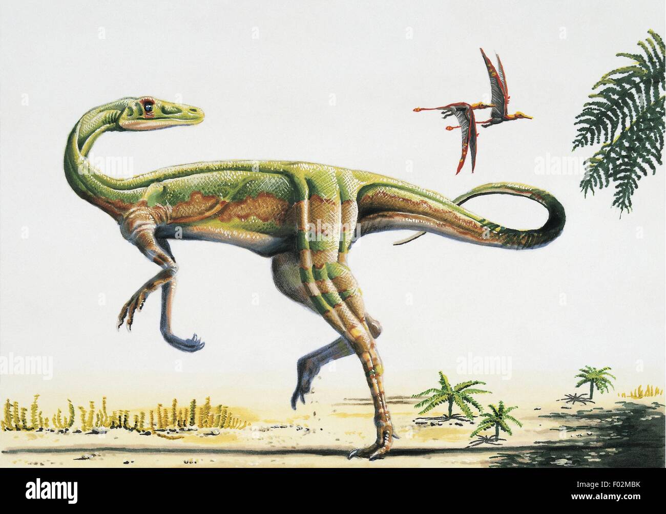 Dinosaurios no avianos fotografías e imágenes de alta resolución - Alamy