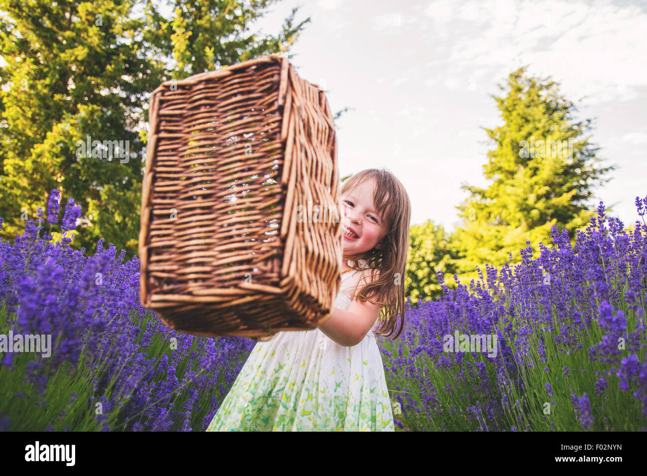 Chica agitando una cesta en un campo lila Foto de stock