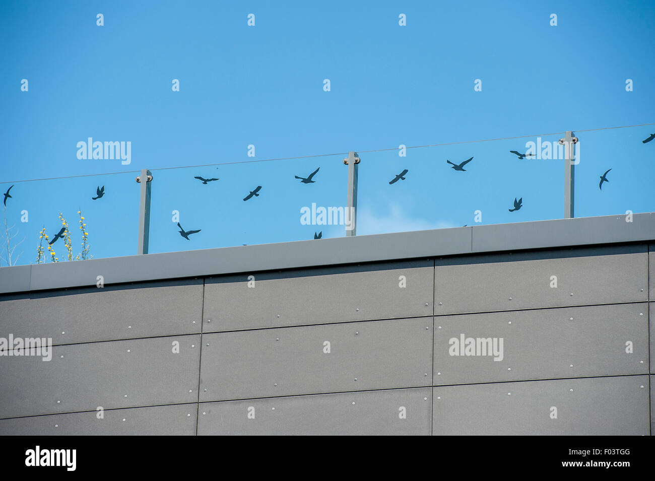 Barreras claras en un tejado decorado con transferencias para evitar que las aves volando hacia ellos. Foto de stock