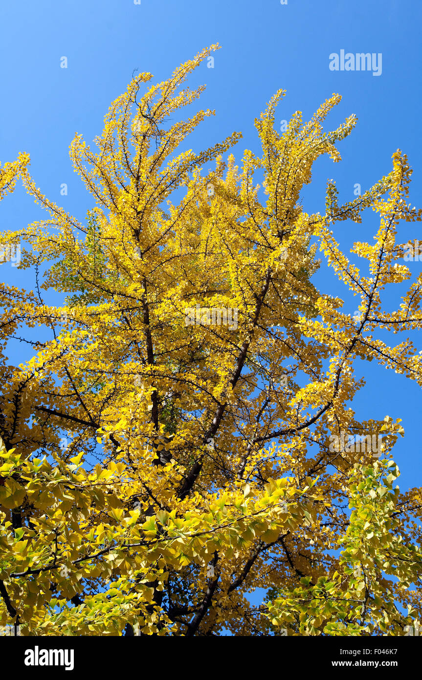 El Ginkgo biloba Baum, Herbst, - Foto de stock