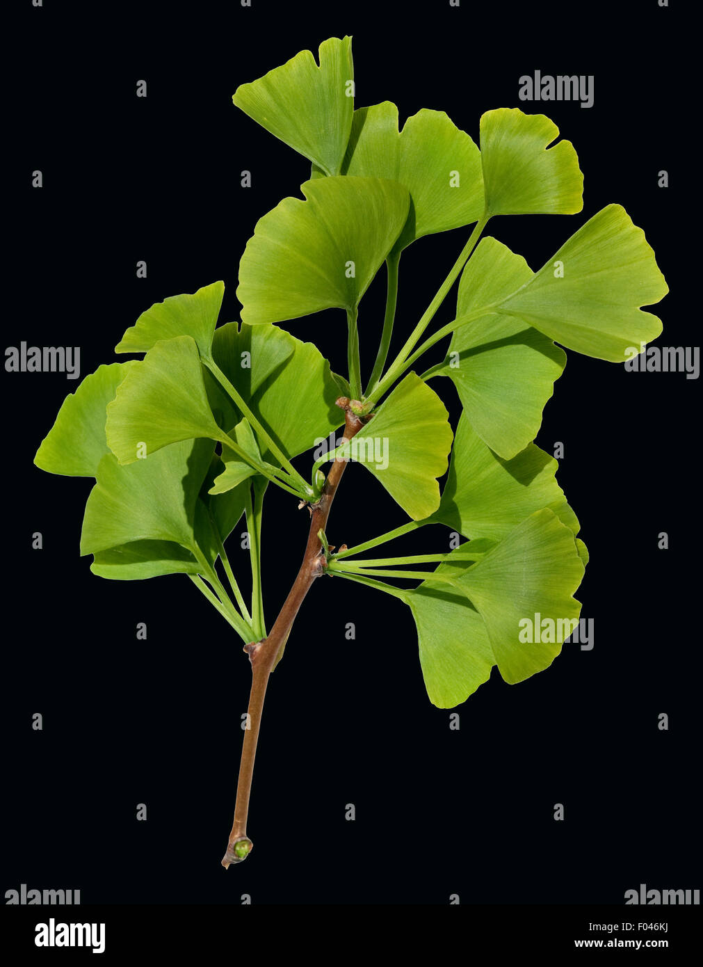 El ginkgo biloba, lebendes Ginkgonadel, fósil, Baum des Jahres - Foto de stock