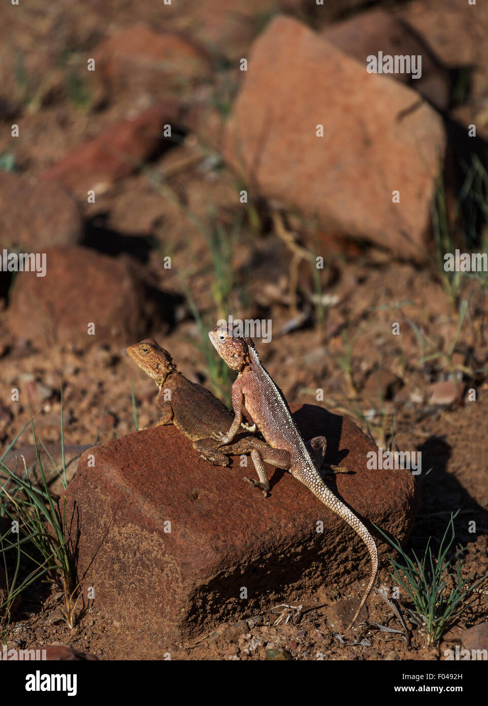 El agama común, de cabeza roja, o rainbow rock Agama agama, una especie de lagarto de la familia Agamidae, Namibia, África Foto de stock