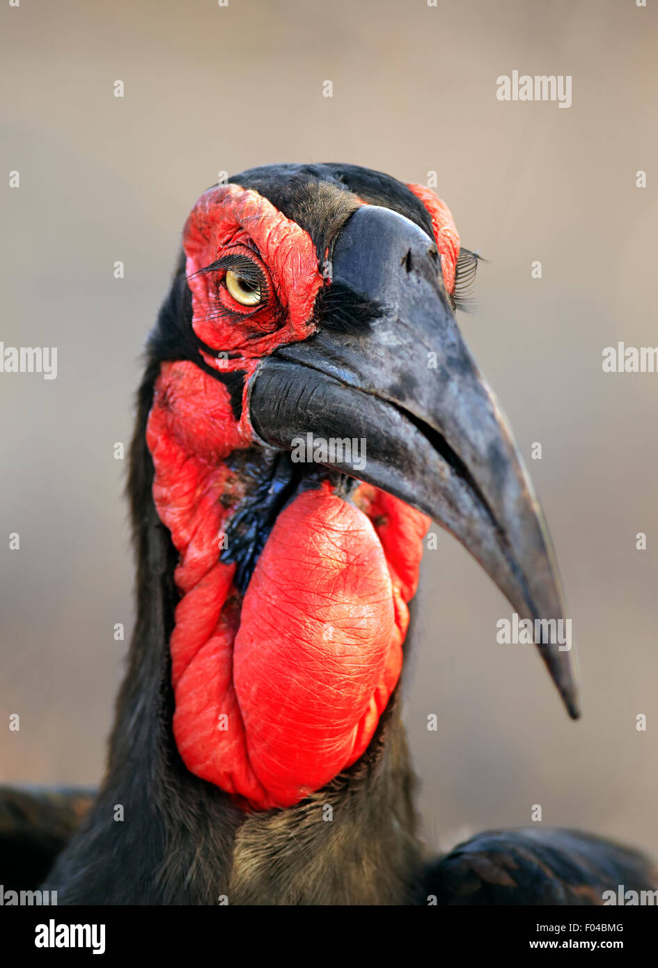 Tierra del Sur (Bucorvus leadbeateri Bucero) closeup retrato - Parque Nacional Kruger (Sudáfrica) Foto de stock
