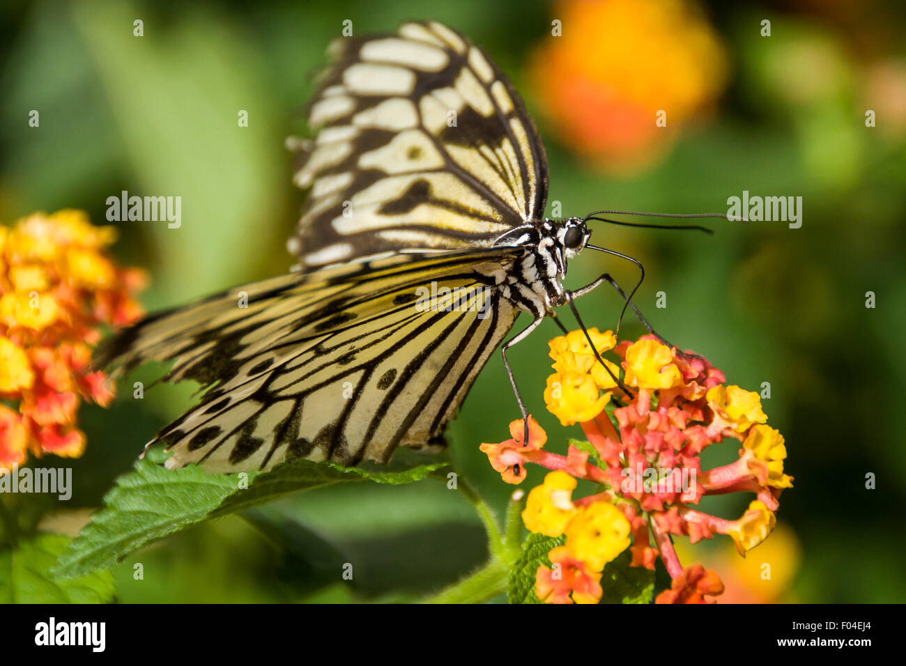 Árbol Ninfa mariposa sobre una flor Foto de stock
