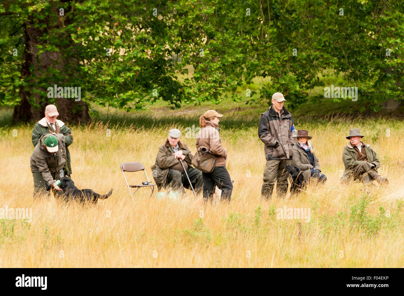 Juzgar la Gundog Team Test en Holkham Country Fair, celebrada en el recinto de Holkham Hall, en Norfolk. Foto de stock