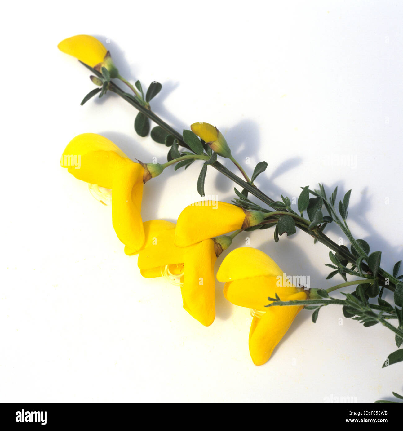 Ginster, Cytisus scoparius Giftpflanze,,, Foto de stock