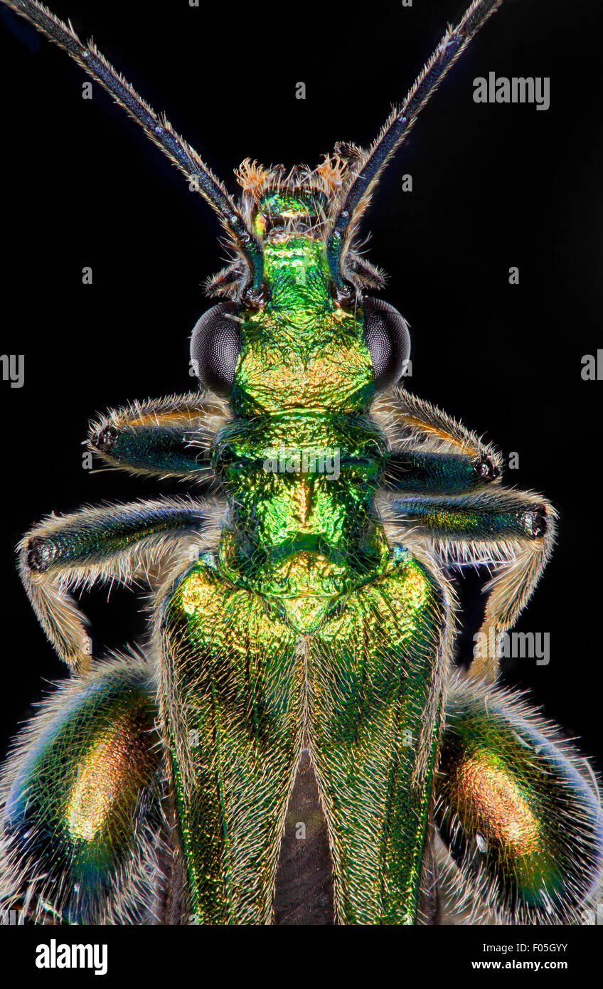 Oedemera nobilis. Flor de patas gruesas escarabajo, Macho. alta la visión macro mostrando iridiscencia verde Foto de stock