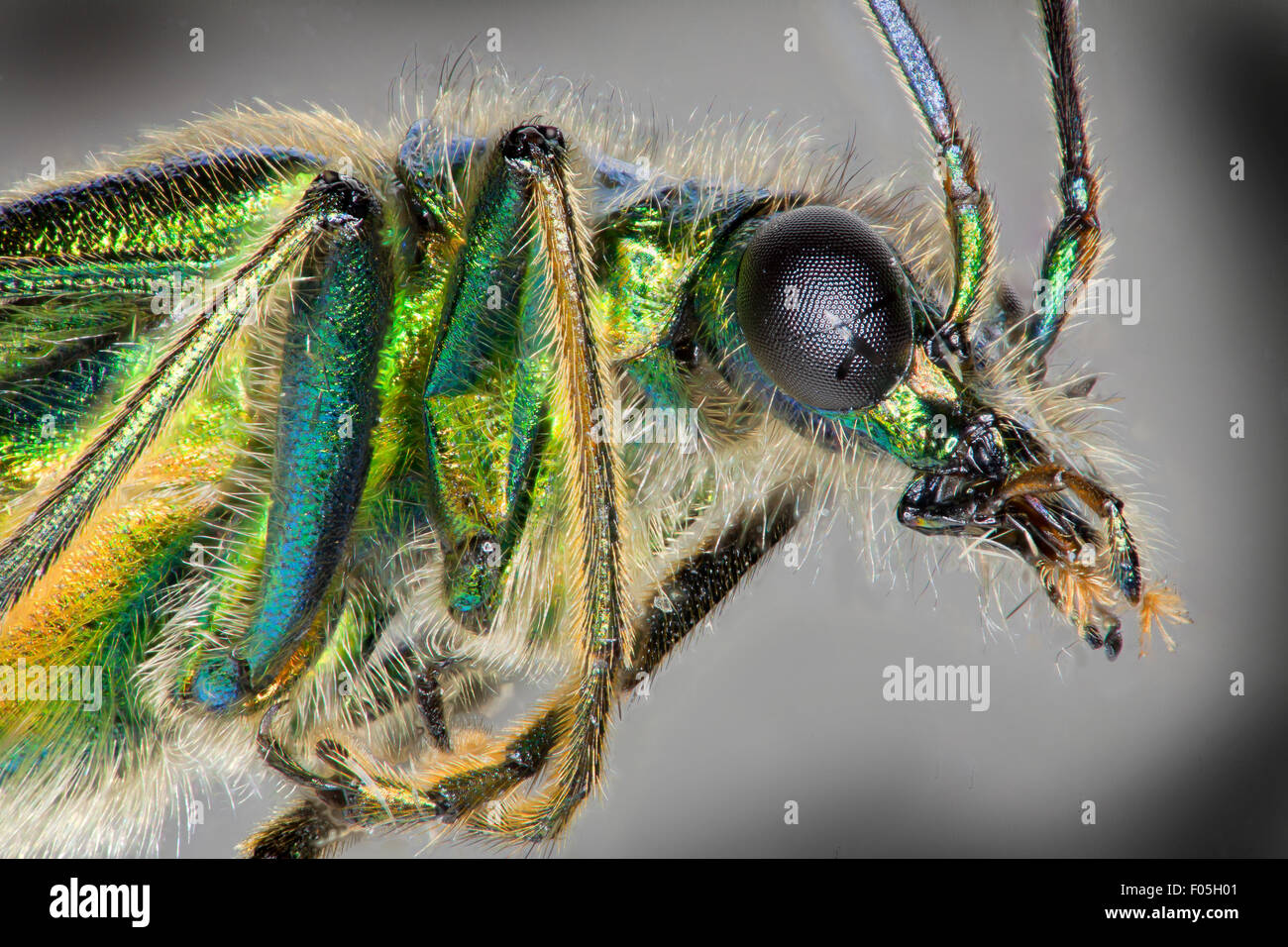 Oedemera nobilis. Flor de patas gruesas escarabajo, Macho. alta la visión macro mostrando iridiscencia verde Foto de stock