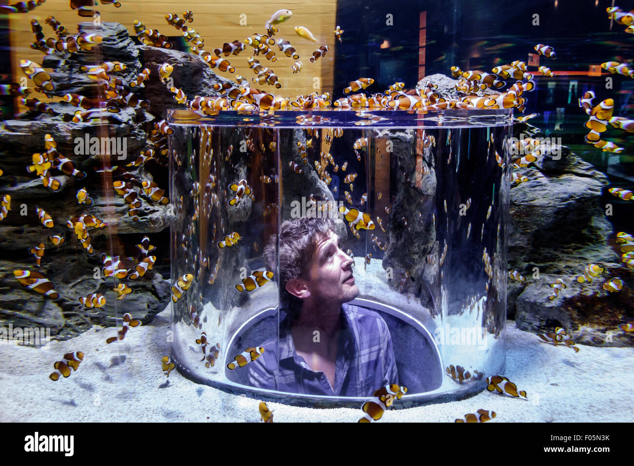Ciudad del Cabo Sudáfrica, V & A Victoria Alfred Waterfront, dos Oceans Aquarium, interior, exposición de la colección de peces tanque, hombre hombres macho, looki Foto de stock