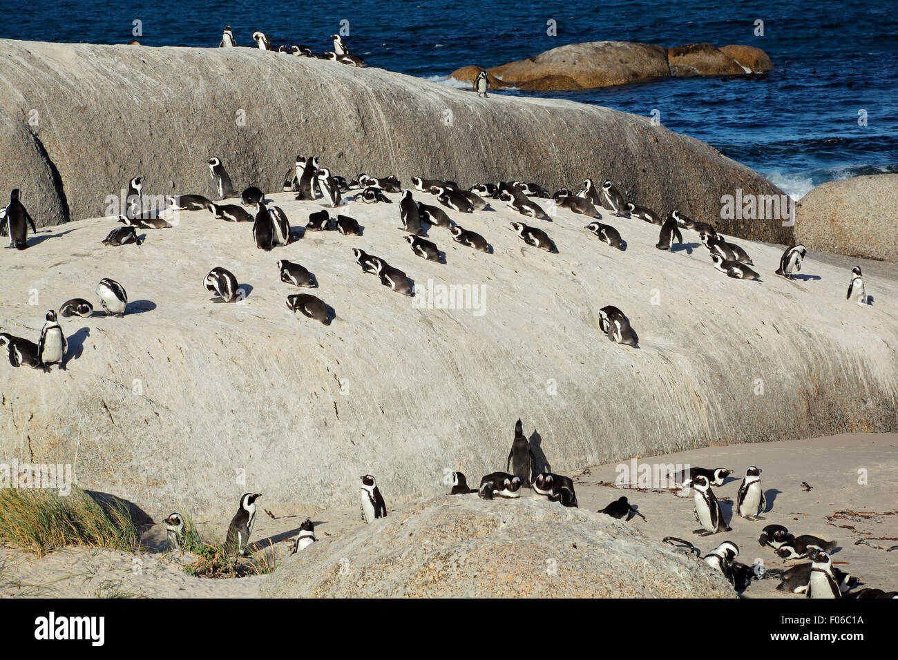 Colonia reproductiva de pingüinos africanos (Spheniscus demersus), Western Cape, Sudáfrica Foto de stock