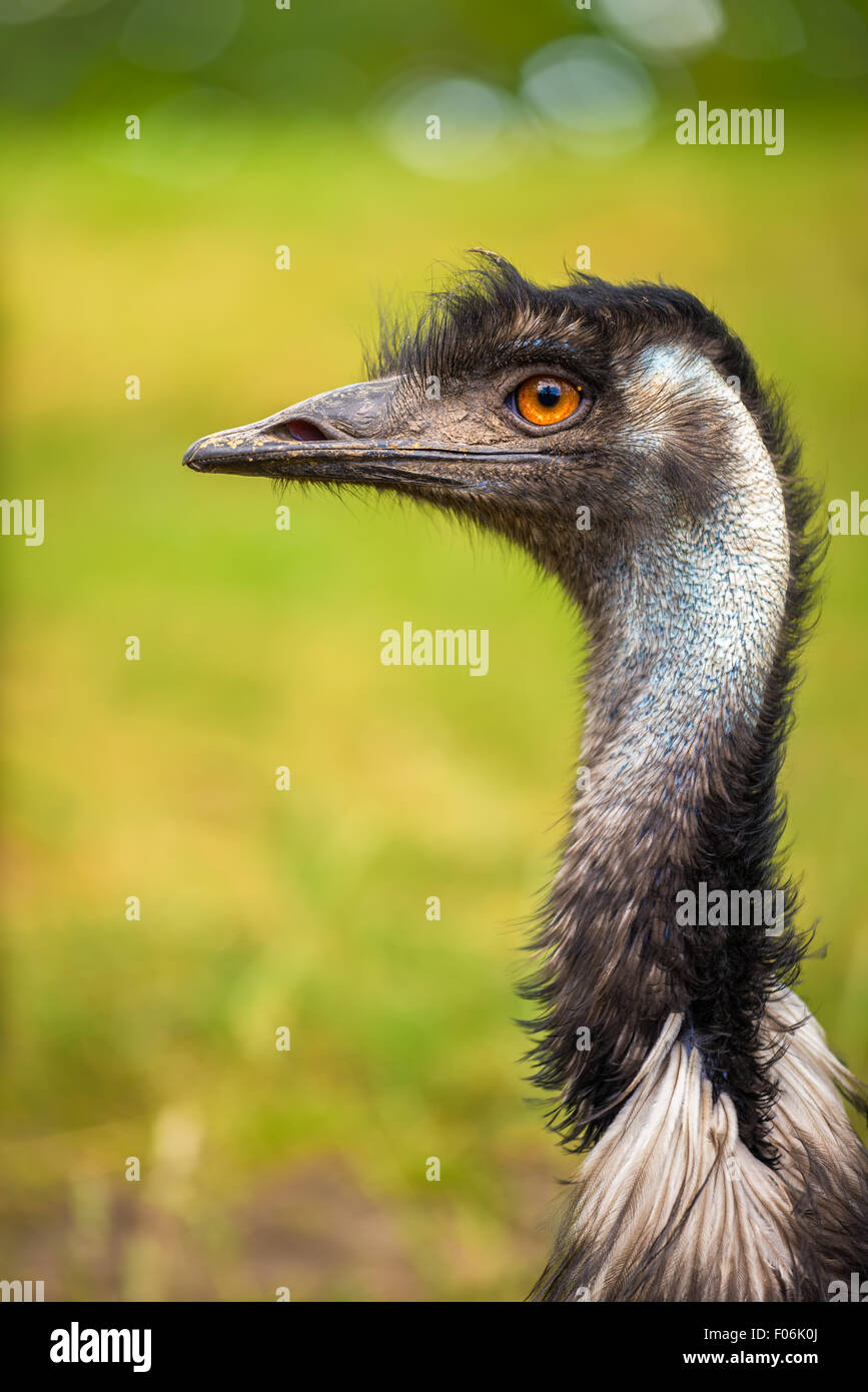 Retrato de perfil de Emu australiano (Dromaius novaehollandiae) Foto de stock