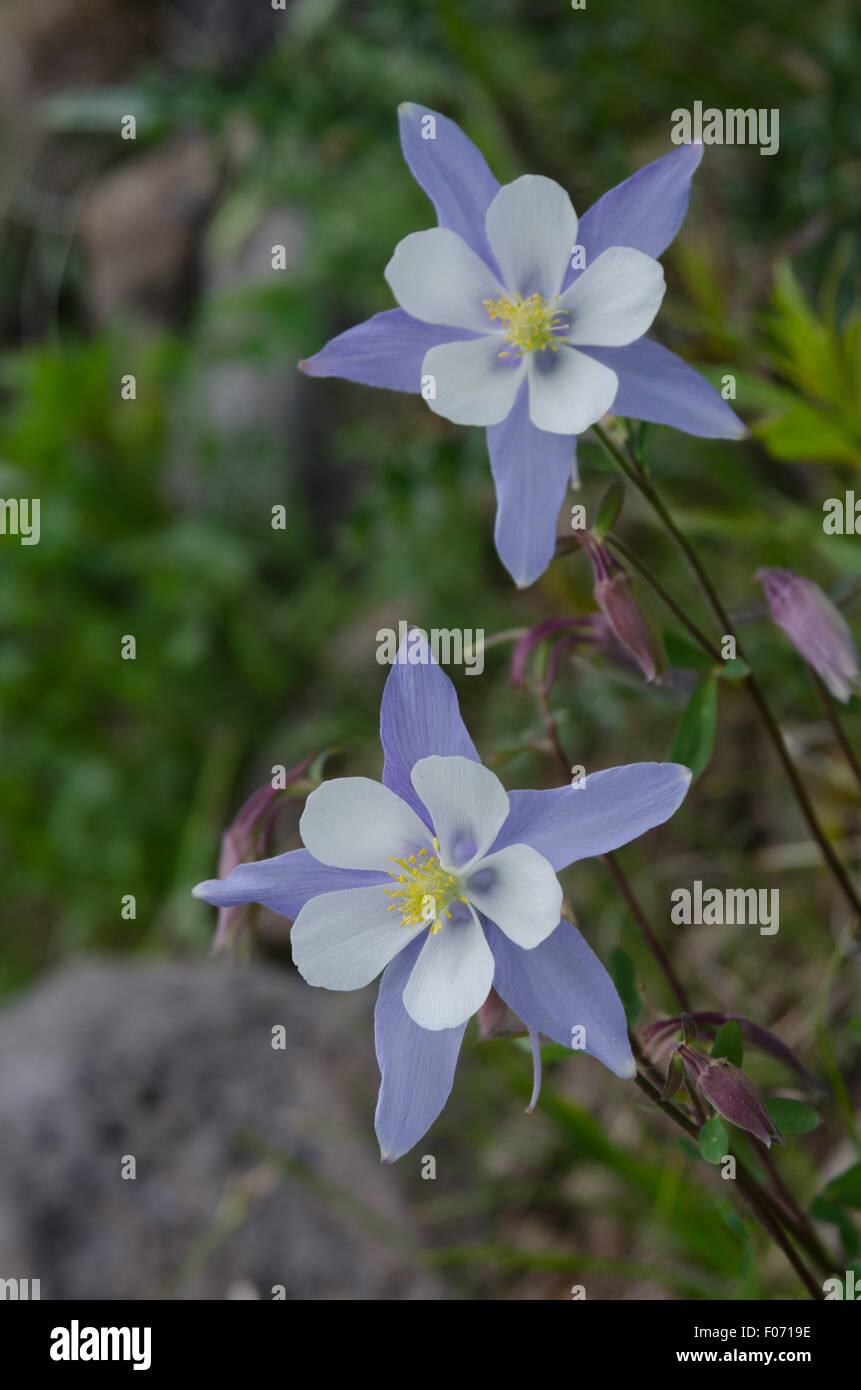 Púrpura y blanco Columbine, el estado de la flor, florecer en el Mountain Wilderness Foto de stock