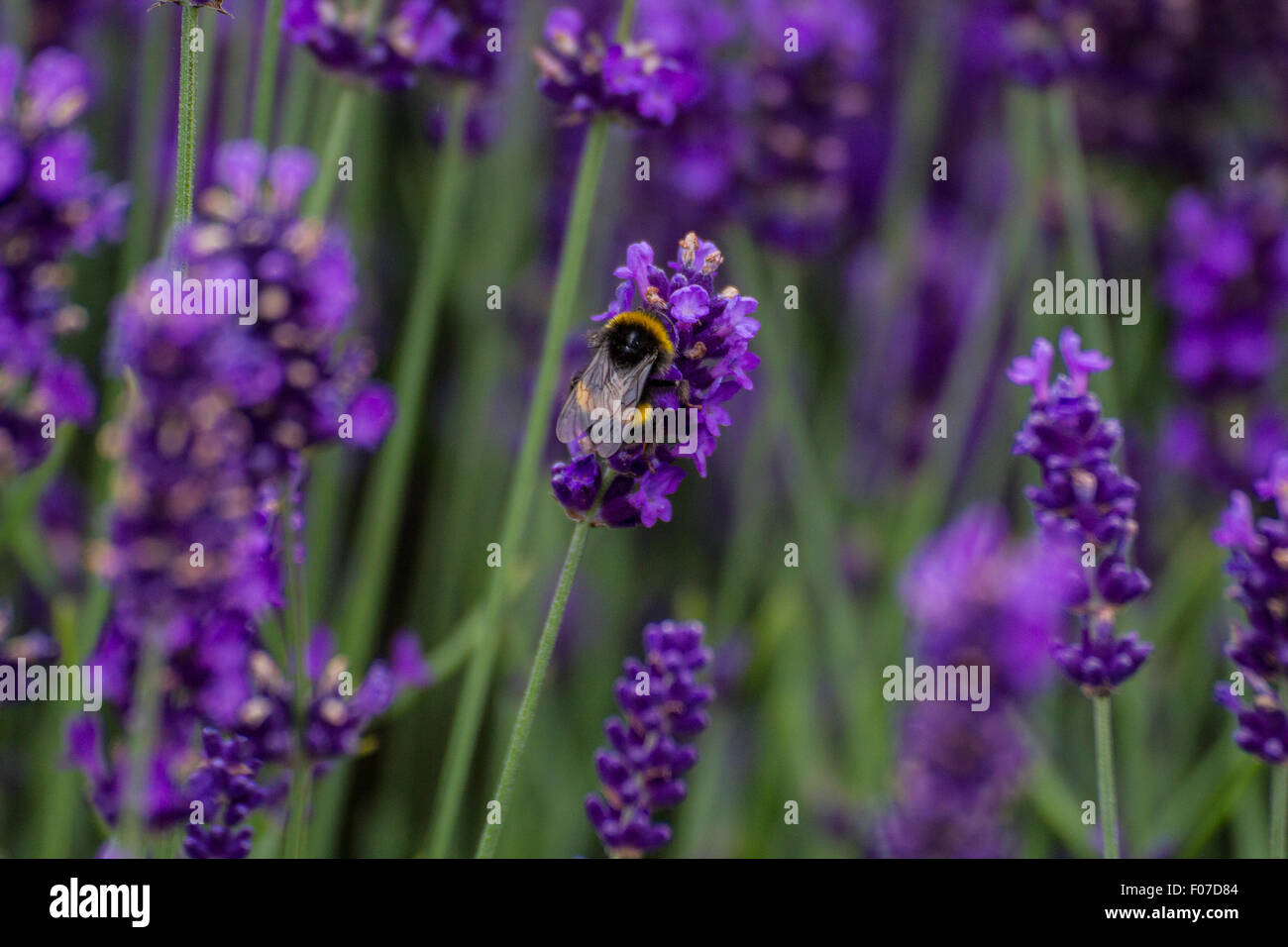 Busy Bee aterrizar en violeta lavanda bush por polen Foto de stock