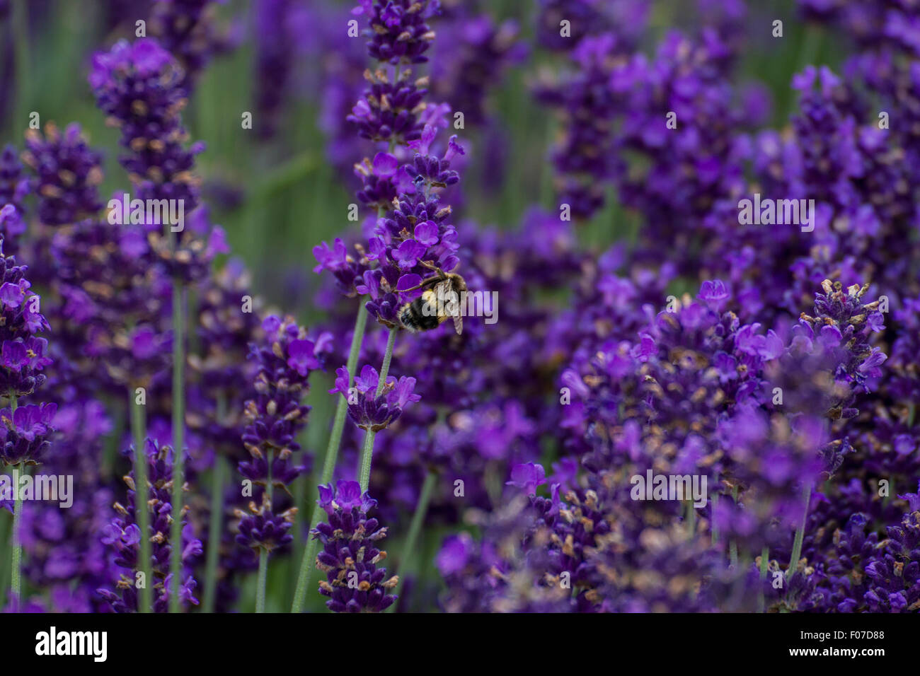 Busy Bee recogiendo polen en violeta lavanda bush Foto de stock