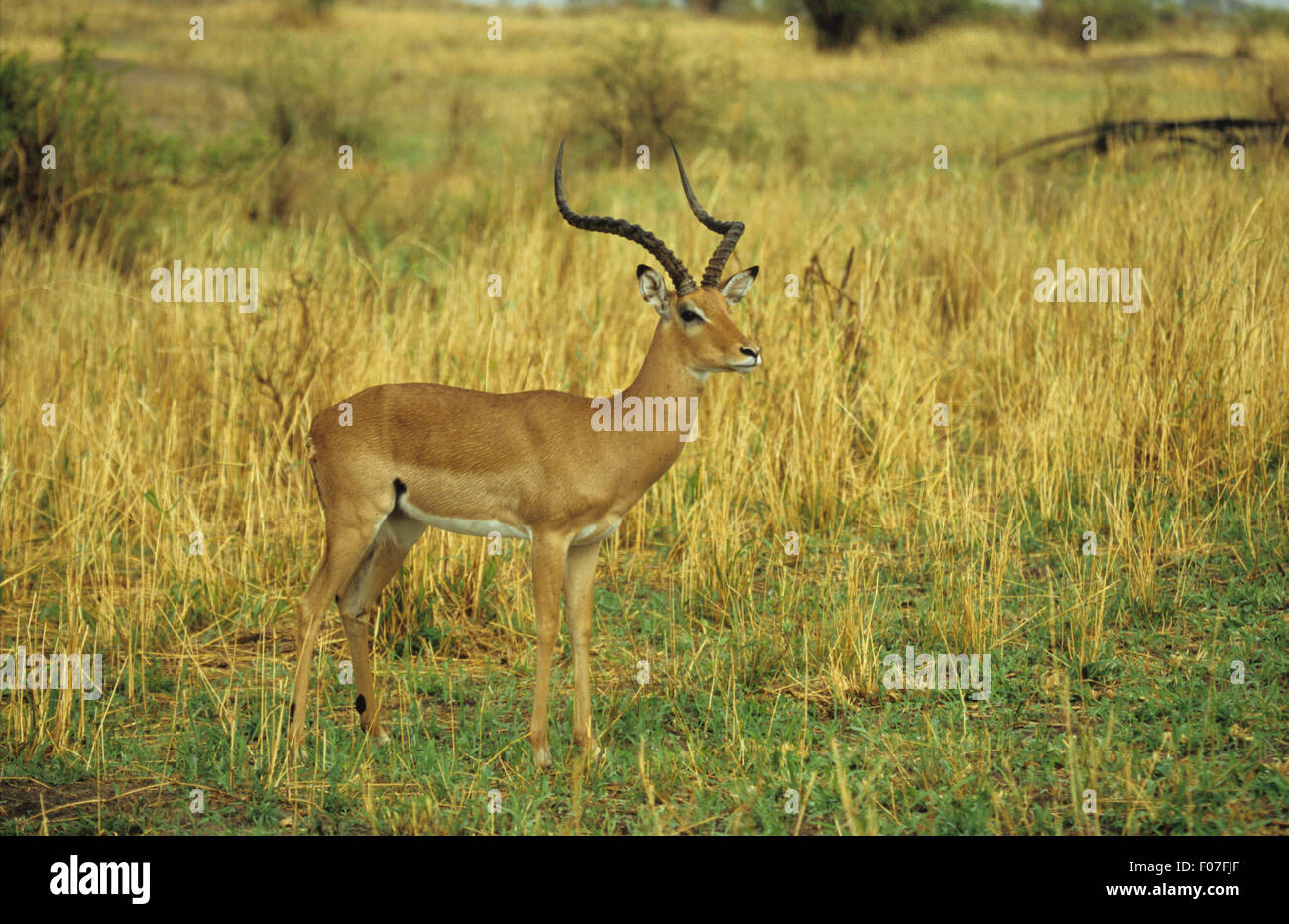 Impala macho con largos cuernos tomadas de perfil mirando a la derecha de pie en el césped largo Foto de stock