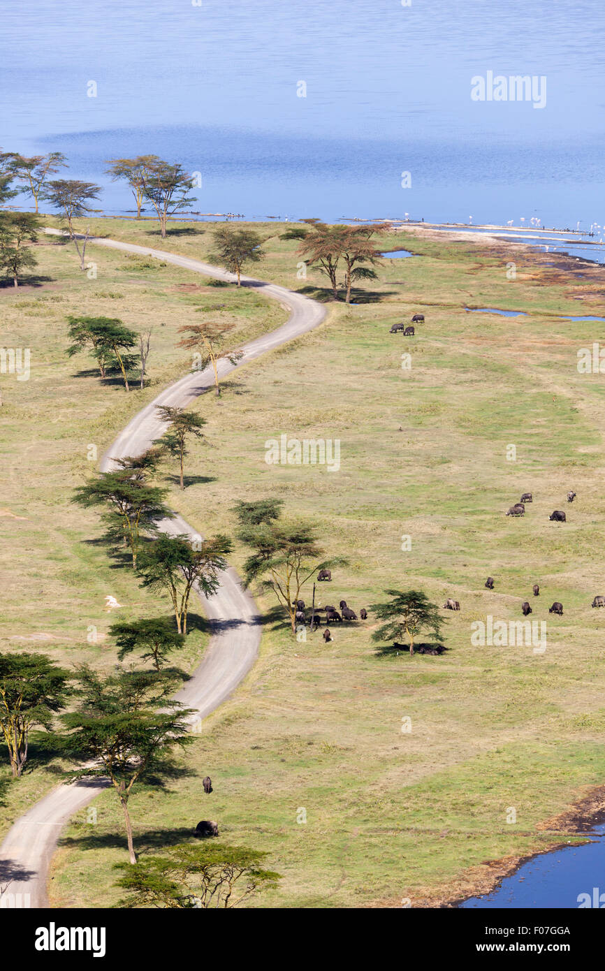 Búfalos y camino al Lago Nakuru en Nakuru National Park visto desde un punto de observación en Kenya. Foto de stock