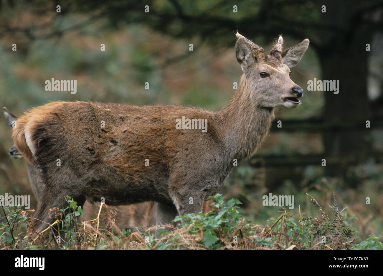 Perfil de ciervo en pie mirando a la derecha en largo bracken y hierba Foto de stock