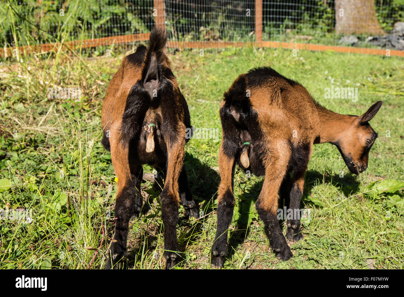 Dos de 11 semanas de edad, Oberhasli recientemente machos castrados comiendo hierba en su recinto vallado en Issaquah, Washington, EE.UU. Foto de stock