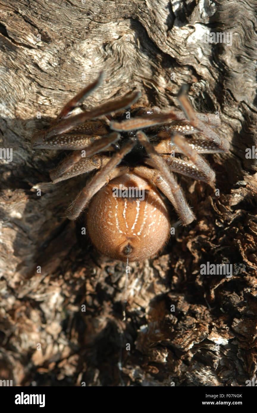A HUNTSMAN araña araña de seda SPINNERETES SOBRESALE EN EL EXTREMO DEL ABDOMEN (Neosparassus) Foto de stock