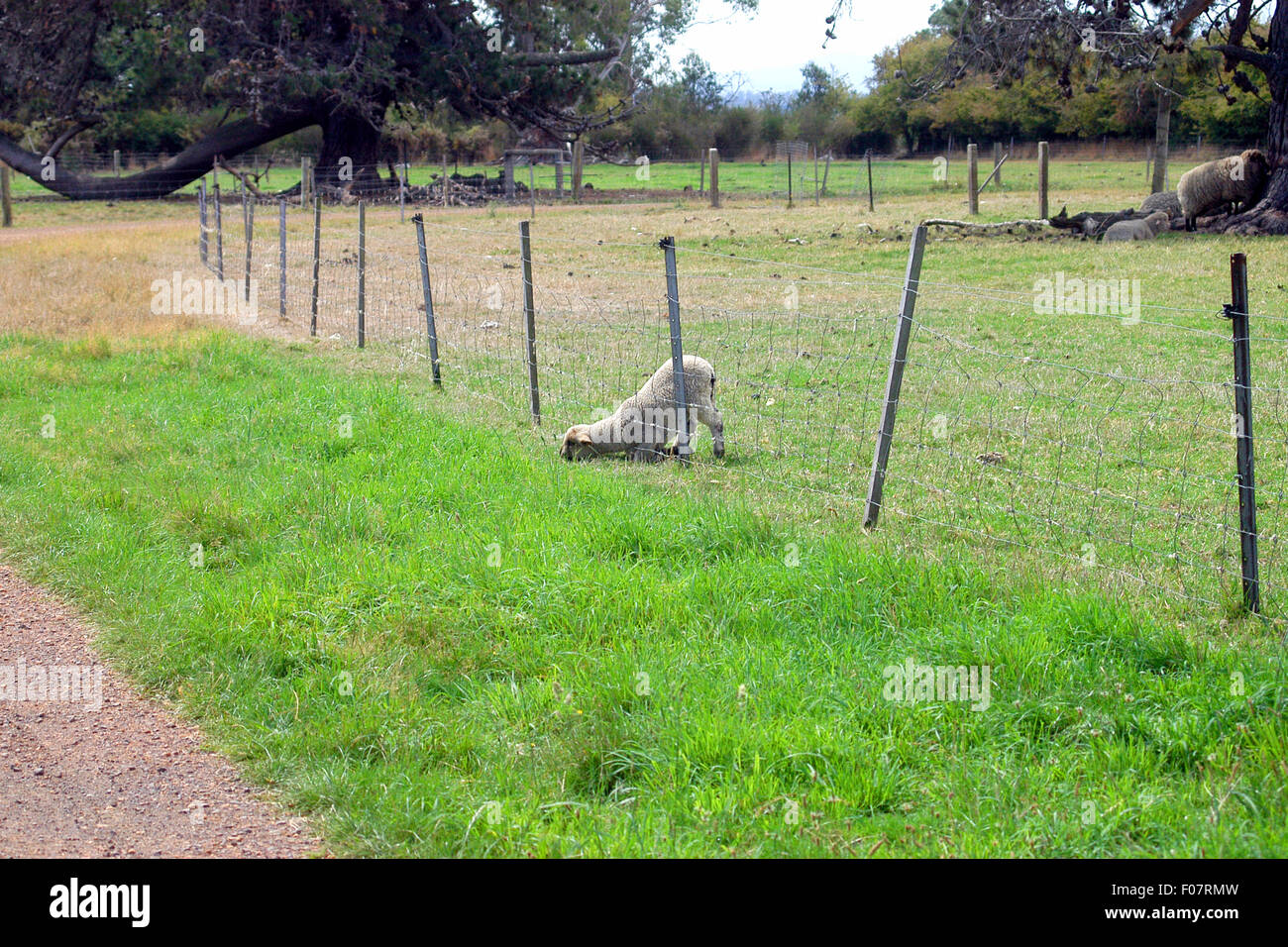Cordero comiendo hierba a través de la valla, Australia Occidental Foto de stock
