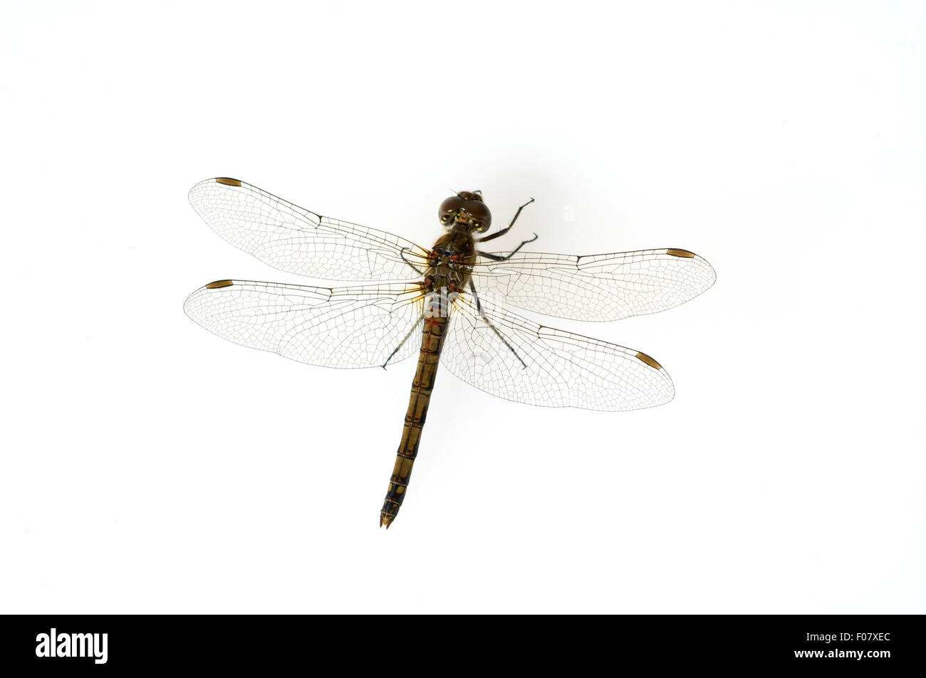 Blutrote, Heidelibelle, Sympetrum sanguineum weibliche,,, Foto de stock