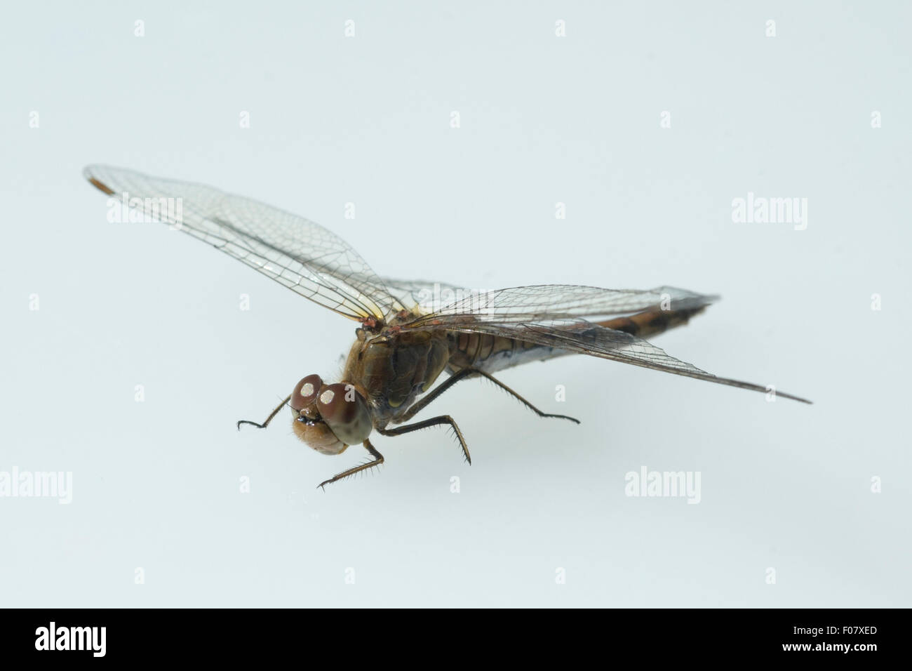 Blutrote, Heidelibelle, Sympetrum sanguineum weibliche,,, Foto de stock