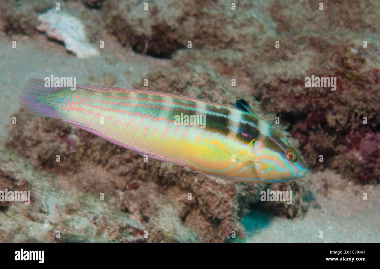 Coris caudimacula fotografías e imágenes de alta resolución Alamy