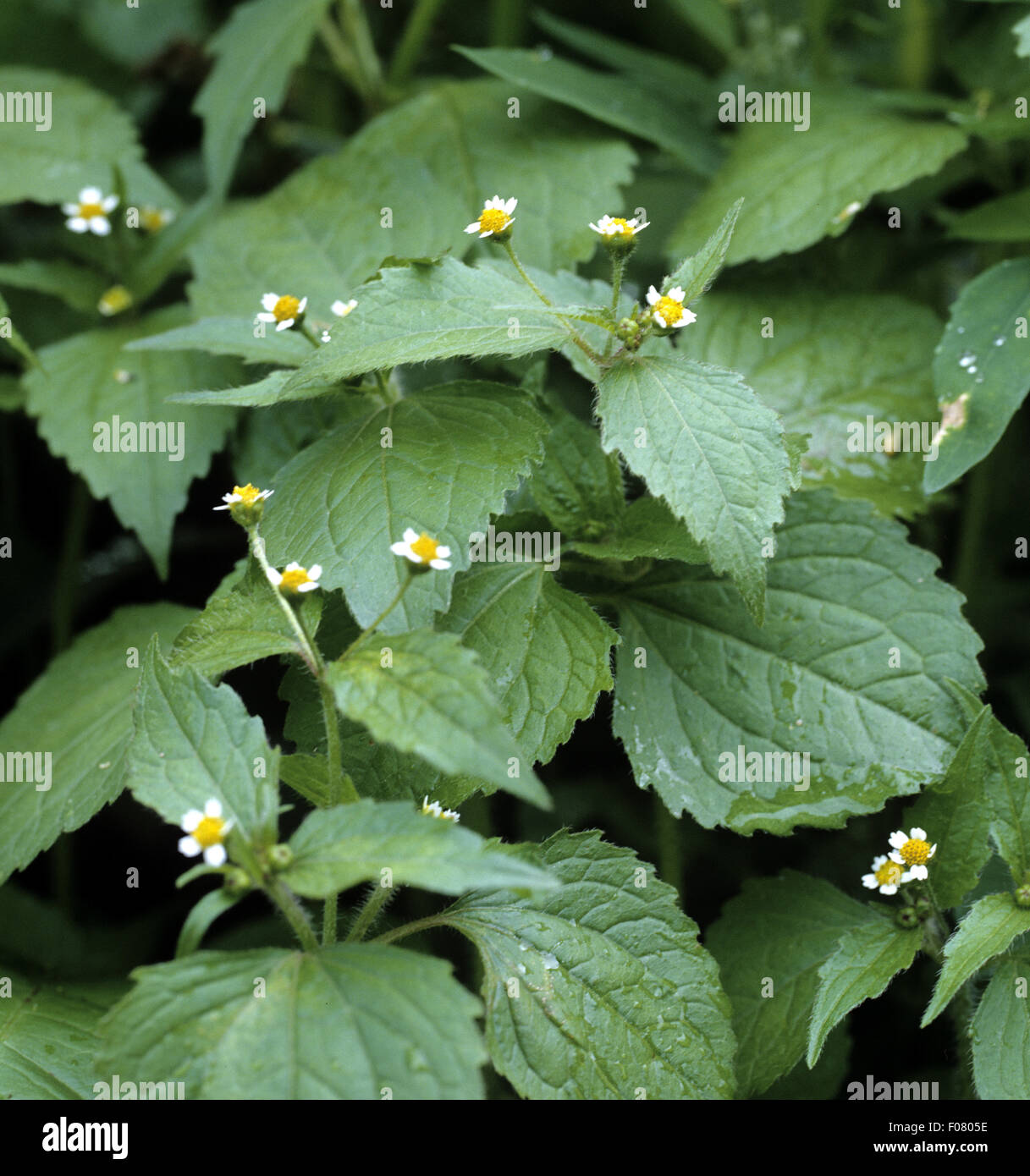 Franzosenkraut; Galinsoga parviflora, Foto de stock