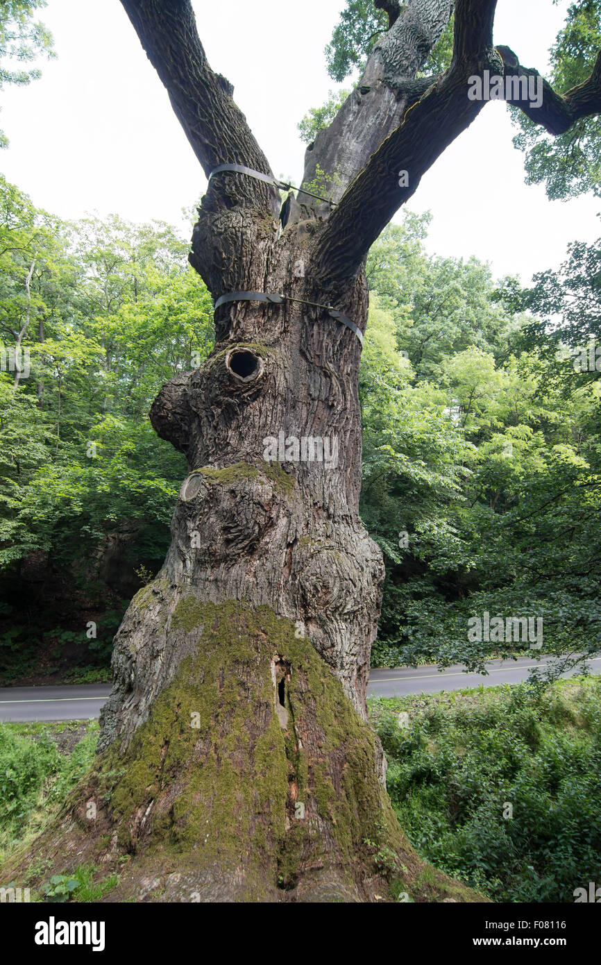 Imagen de la memorable Oak Tree - 800 años de viejo roble Foto de stock